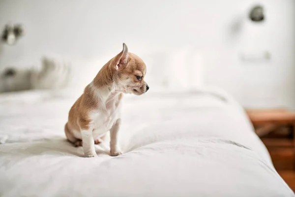 아름다운 치와와 강아지 호기심많고 행복하고 건강하고 귀여운 강아지 — 스톡 사진