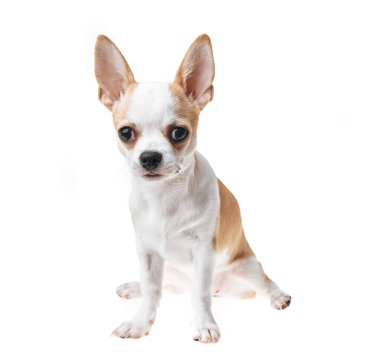 Güzel ve sevimli beyaz ve kahverengi Meksika chihuahua köpeği izole edilmiş arka planda. Saf minyatür chihuahua köpek yavrusunun stüdyo çekimi..