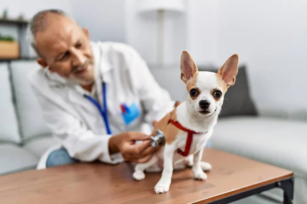 Starszy Siwowłosy Mężczyzna Mundurze Weterynarza Badający Chihuahua Klinice Weterynaryjnej — Zdjęcie stockowe