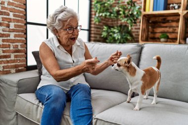 Yaşlı gri saçlı kadın Chiuahua ile oynuyor. Evdeki kanepede oturuyor.