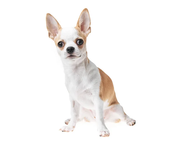 Hermoso Lindo Perro Chihuahua Mexicano Blanco Marrón Sobre Fondo Aislado — Foto de Stock