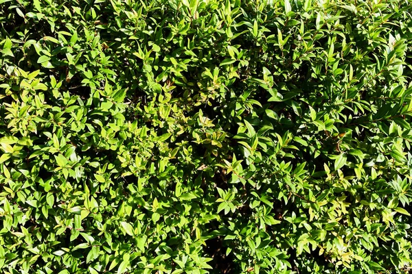 Planta Verde Hermosa Textura Natural —  Fotos de Stock