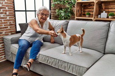 Yaşlı gri saçlı kadın Chiuahua ile oynuyor. Evdeki kanepede oturuyor.
