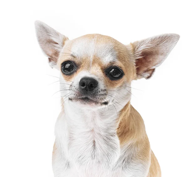 Bella Carina Bianco Marrone Cane Chihuahua Messicano Sfondo Isolato Studio — Foto Stock