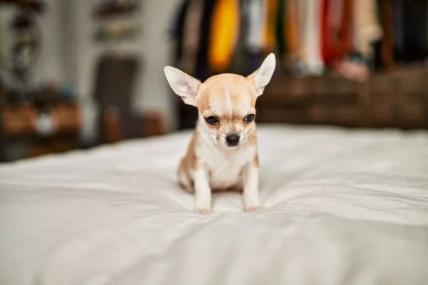 Bonito Filhote Cachorro Chihuahua Pequeno Cama Curioso Feliz Saudável Cão — Fotografia de Stock