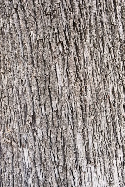 木の樹皮の質感自然背景 — ストック写真