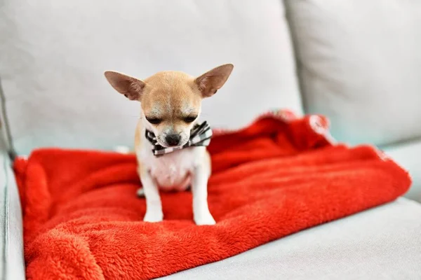 Hermoso Cachorro Chihuahua Pequeño Pie Sofá Curioso Feliz Lindo Perro —  Fotos de Stock