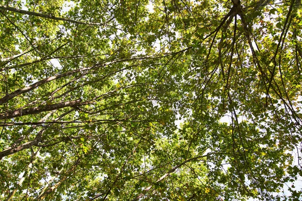 Schöner Baum Freien Bild — Stockfoto