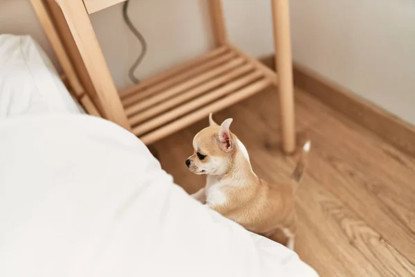 Piękny Mały Pies Chihuahua Próbuje Dostać Się Łóżko Sypialni Domu — Zdjęcie stockowe
