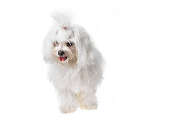 Mooie Schattige Witte Bichon Maltese Hond Geïsoleerde Achtergrond Studio Shoot — Stockfoto