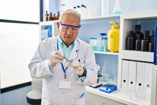 穿着科学家制服的老年人在实验室拿着带镊子的样本工厂 — 图库照片