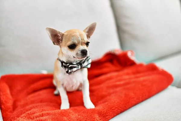 Hermoso Cachorro Chihuahua Pequeño Pie Sofá Curioso Feliz Lindo Perro —  Fotos de Stock