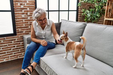 Yaşlı gri saçlı kadın Chiuahua ile oynuyor. Evdeki kanepede oturuyor.