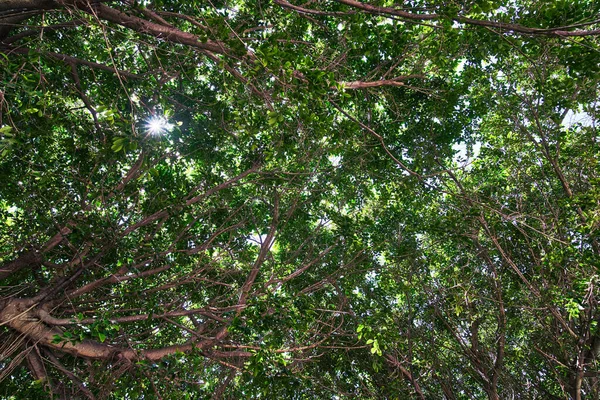 Hermoso Árbol Imagen Aire Libre — Foto de Stock