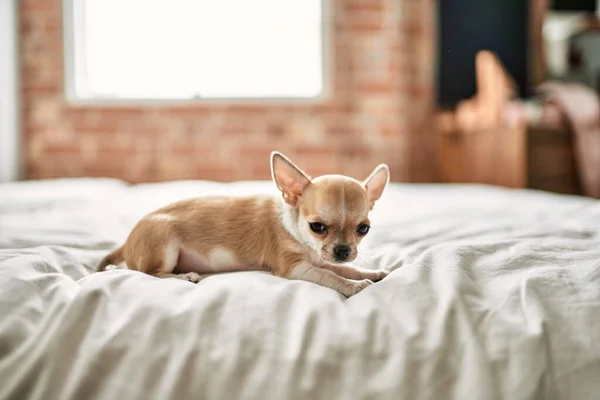 美丽的小吉娃娃站在床上 好奇而快乐 健康而可爱的小狗宝宝在家里 — 图库照片