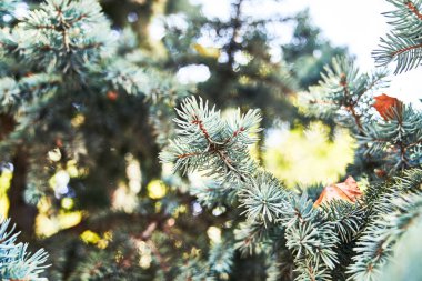 Güzel çam ağacı resmi