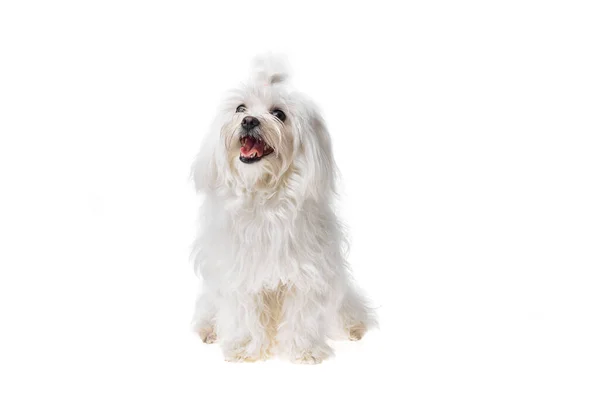 Bonito Bonito Bichon Branco Cão Maltês Sobre Fundo Isolado Estúdio — Fotografia de Stock