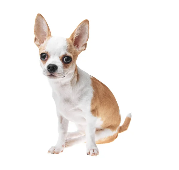 Beautiful Cute White Brown Mexican Chihuahua Dog Isolated Background Studio — Stock Photo, Image