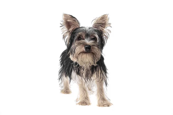 Beautiful Cute Black White Yorkshire Terrier Dog Isolated Background Studio — Stock Photo, Image