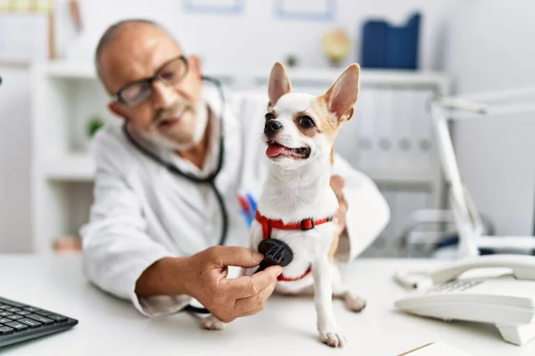 Senior Grey Haired Man Wearing Veterinarian Uniform Examining Chihuahua Vet — ストック写真