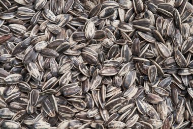 Güzel ayçekirdeği görüntüsü