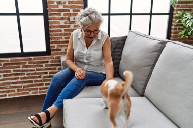 Yaşlı gri saçlı kadın Chiuahua ile oynuyor. Evdeki kanepede oturuyor.