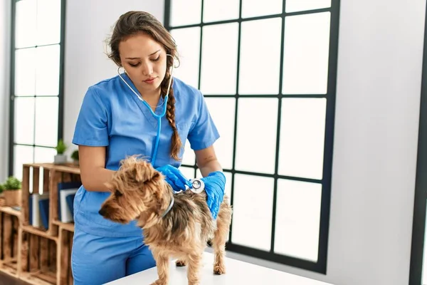 Ung Vacker Latinamerikansk Kvinna Veterinär Undersöka Hund Med Stetoskop Hemma — Stockfoto