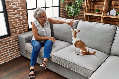 Yaşlı gri saçlı kadın Chiuahua ile oynuyor. Evdeki kanepede oturuyor.