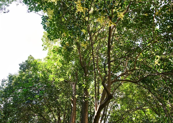 Schöner Baum Freien Bild — Stockfoto