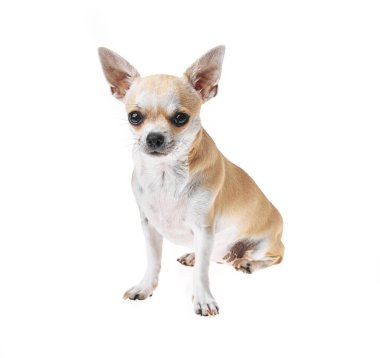Güzel ve sevimli beyaz ve kahverengi Meksika chihuahua köpeği izole edilmiş arka planda. Saf minyatür chihuahua köpek yavrusunun stüdyo çekimi..