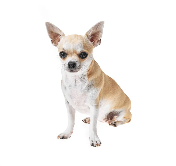 Hermoso Lindo Perro Chihuahua Mexicano Blanco Marrón Sobre Fondo Aislado Imágenes De Stock Sin Royalties Gratis