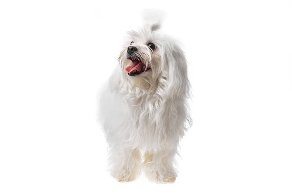 Piękny Ładny Biały Bichon Maltański Pies Odizolowanym Tle Studio Pęd — Zdjęcie stockowe