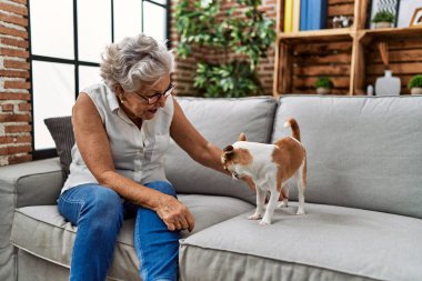 Yaşlı gri saçlı kadın Chiuahua ile oynuyor. Evdeki kanepede oturuyor.