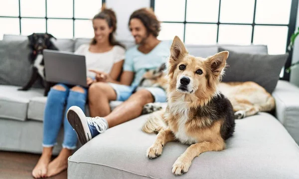 男と女のカップル使用してノートパソコンでソファに座って犬とともに家 — ストック写真