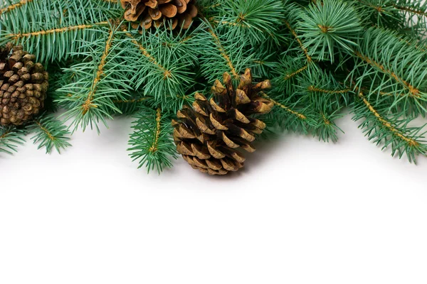 Pine cones and fir-tree — Stock Photo, Image