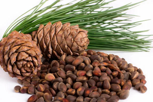 Cedar cones with nuts — Stock Photo, Image