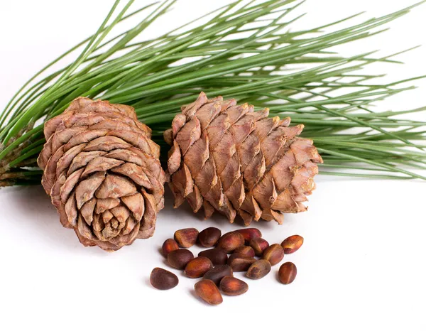 Cedar cones with nuts — Stock Photo, Image