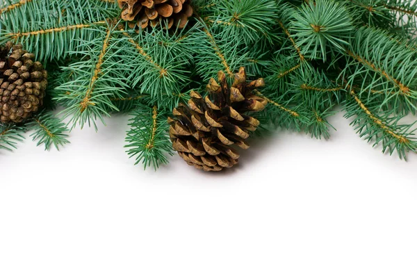 Pine cones and fir-tree Stock Image