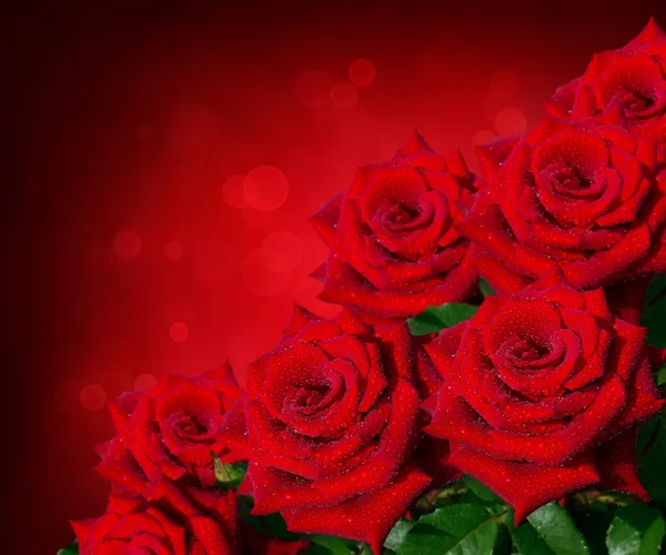 Beautiful bouquet of red roses — Stock Photo, Image