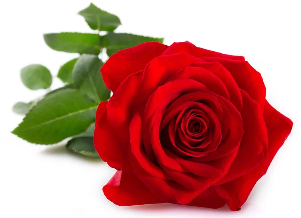 Red rose — Stock Photo, Image