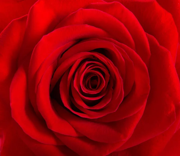 Красная роза — стоковое фото