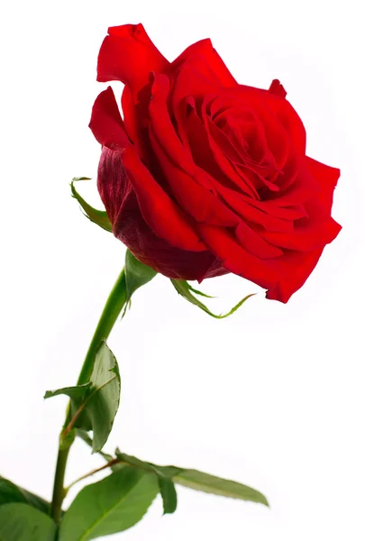 Rote Rose — Stockfoto