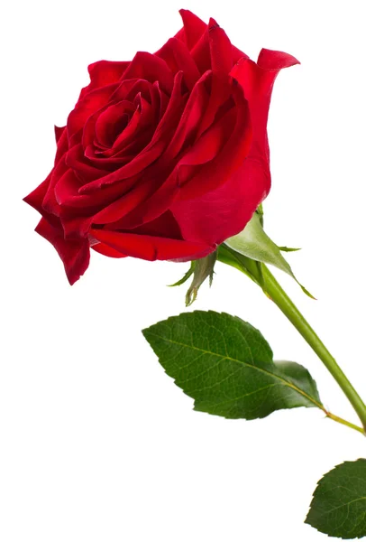 Rote Rose — Stockfoto