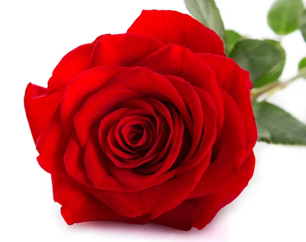 Red rose Stock Picture