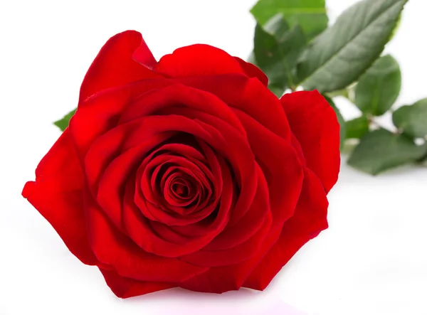 Red rose Stock Picture