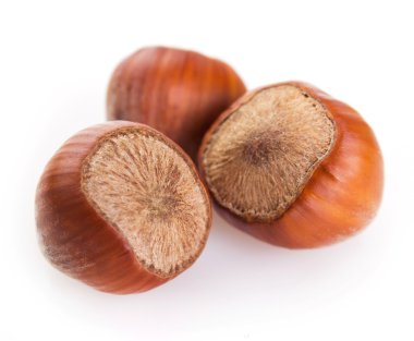 fındık