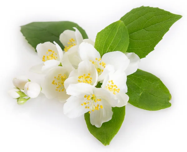 Jasmine — Stock Photo, Image