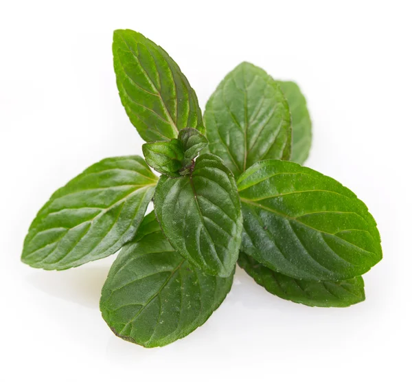 Menta fresca — Foto Stock