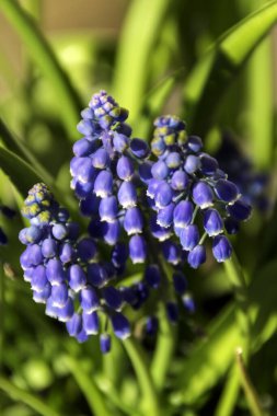 Mavi Muscari Botryoides bitkisine yakın çekim.
