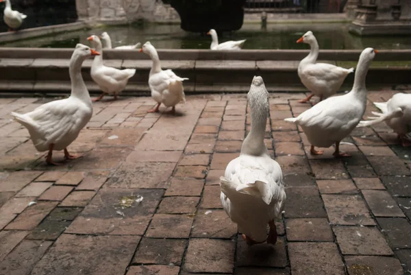 Gooses in Barcelona Cathedral — Stock Photo, Image